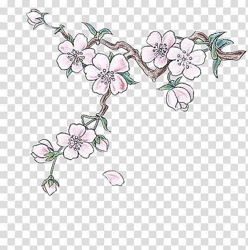 Cherry blossom, Branch, Flower, Plant, Pink, Pedicel, Petal transparent ...