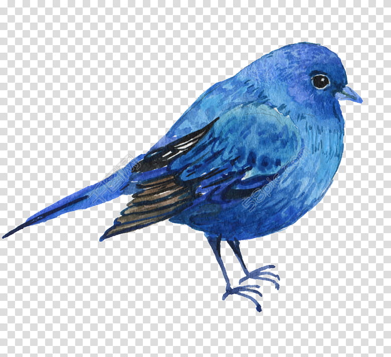 Watercolor, Bluebirds, Watercolor Painting, Drawing, Mountain Bluebird, Eastern Bluebird, Indigo Bunting, Beak transparent background PNG clipart