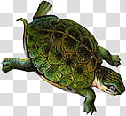 Animal s, green and brown turtle art transparent background PNG clipart