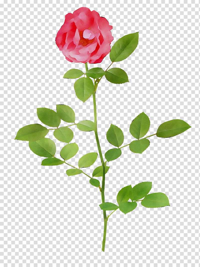 Pink Flowers, Garden Roses, Cabbage Rose, Cut Flowers, Bud, Petal, Leaf, Plant Stem transparent background PNG clipart