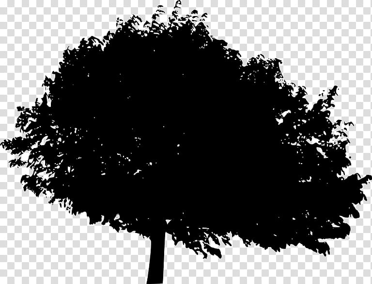 Tree Branch Silhouette, Black White M, Computer, Austral Pacific Energy Limited, Leaf, Black M, Woody Plant, Sky transparent background PNG clipart