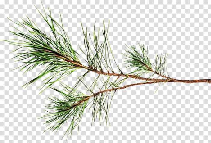 Christmas Black And White, Pine, Spruce, Christmas Ornament, Larch, Plant Stem, Twig, Ironwoods transparent background PNG clipart