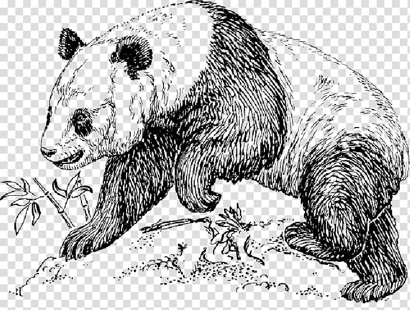 Bear, Giant Panda, Drawing, Endangered Species, Line Art, Tiger, Animal, Coloring Book transparent background PNG clipart
