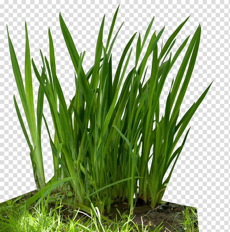 Grass, green plant leaves transparent background PNG clipart