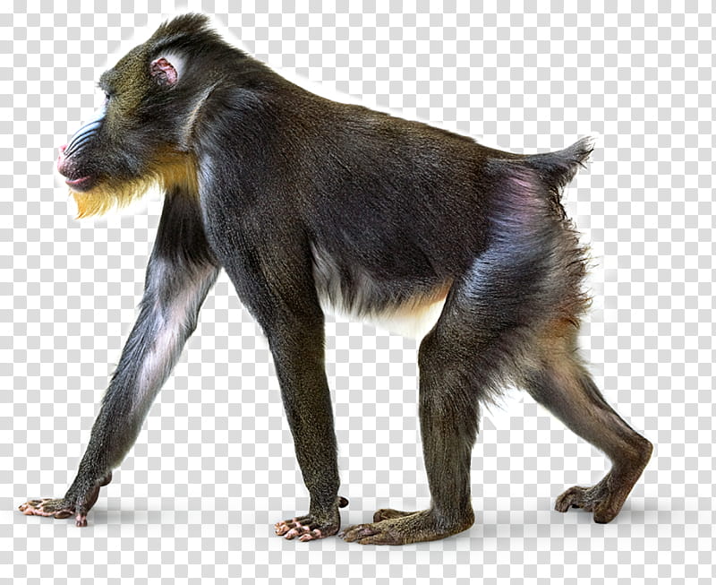Monkey, Baboons, Mandrill, Animal, Old World Monkey, Scottish Deerhound, Macaque, Snout transparent background PNG clipart