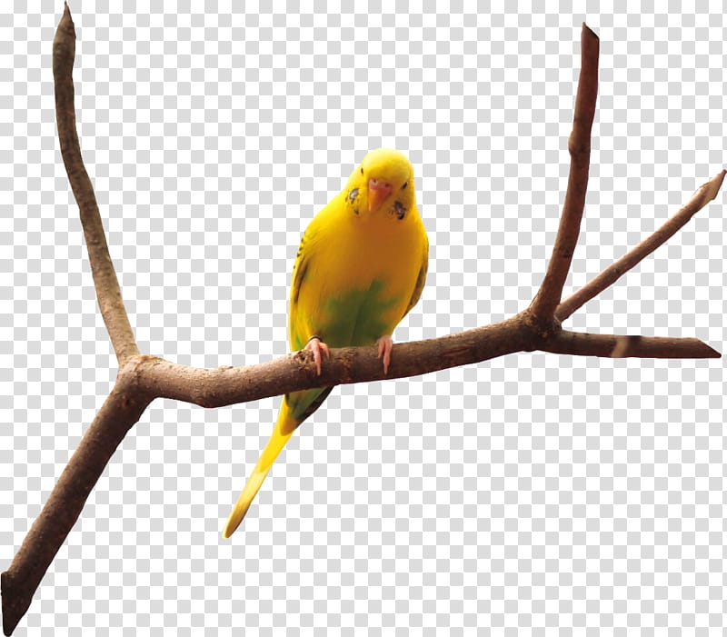 Twig, Budgerigar, Bird, Domestic Canary, Parrot, Beak, Parakeet, Finches transparent background PNG clipart