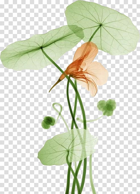 Drawing Of Family, Leaf, Painting, Architecture, Flower, Plant, Nasturtium, Plant Stem transparent background PNG clipart
