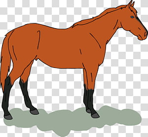 Fox, Aphotic PCE transparent background PNG clipart thumbnail