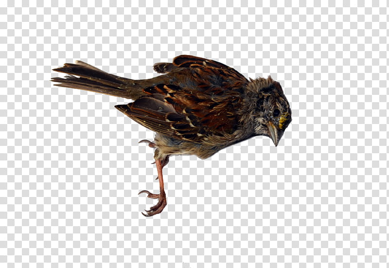 Dead Bird  transparent background PNG clipart