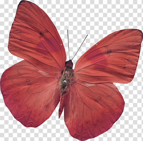 red butterfly transparent background PNG clipart