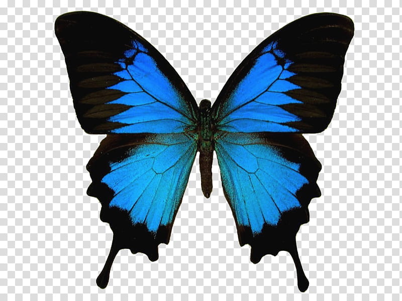 Watch, Ulysses butterflyt transparent background PNG clipart