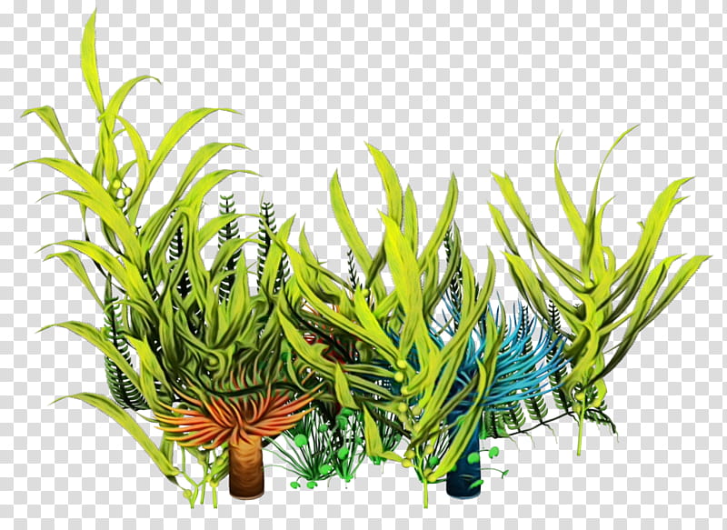 Drawing Of Family, Seaweed, Algae, Aquatic Plants, Edible Seaweed, Seagrass, Ocean, Aquarium Decor transparent background PNG clipart