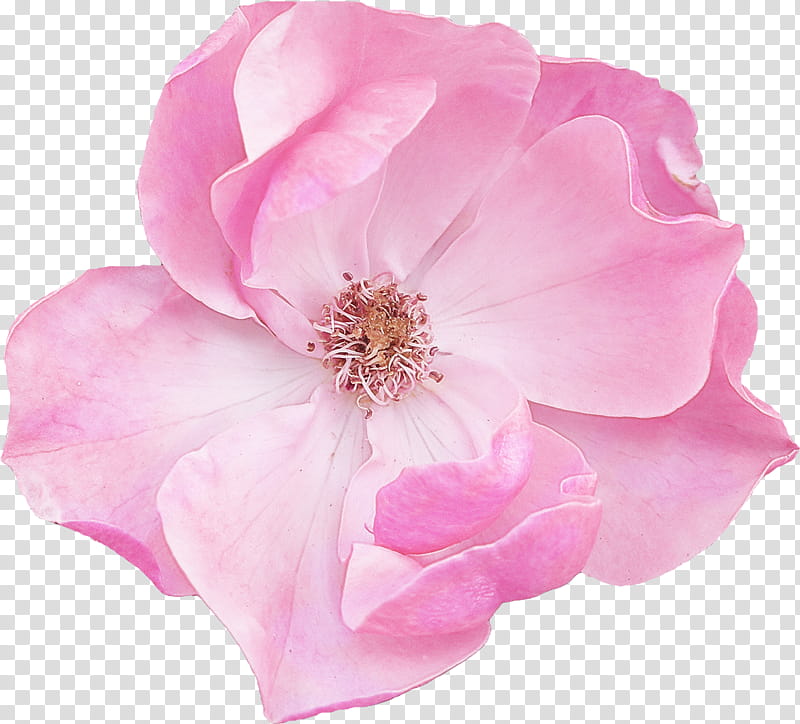 Rose, Petal, Pink, Flower, Plant, Flowering Plant, Rose Family, Rose Order transparent background PNG clipart