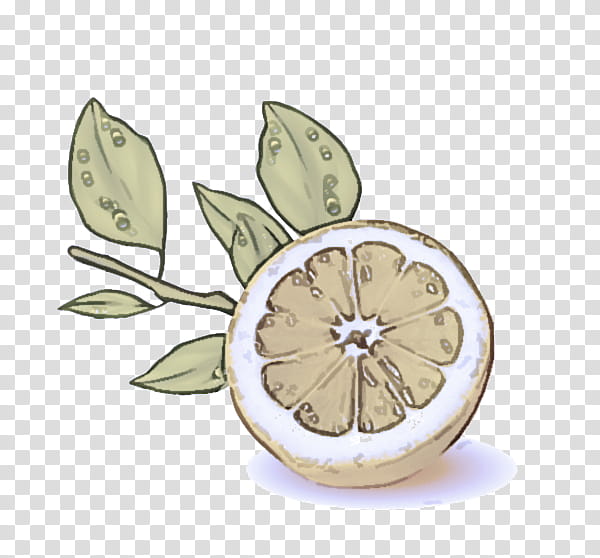 leaf lemon citrus plant fruit, Flower transparent background PNG clipart