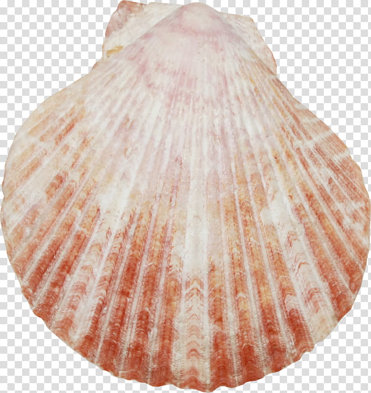 Sea, Cockle, Clam, Venerida, Tellins, Seashell, Conchology, Baltic Macoma transparent background PNG clipart