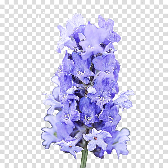 Lavender, Flower, Purple, Blue, Violet, Plant, Cut Flowers, Hyacinth transparent background PNG clipart