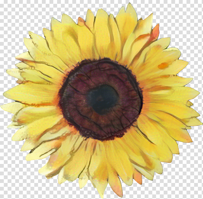 Drawing Of Family, Common Sunflower, Cartoon, Yellow, Sunflower Seed, Plant, Eye, Gerbera transparent background PNG clipart