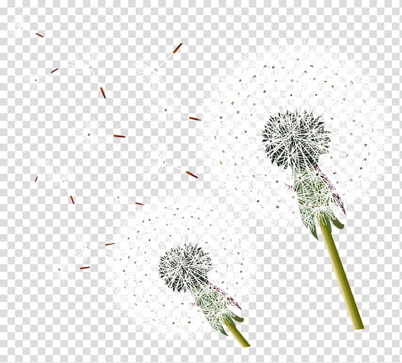 Family Tree, Common Dandelion, Taraxacum Platycarpum, Pissenlit, Point, Triangle, Line, Shape transparent background PNG clipart