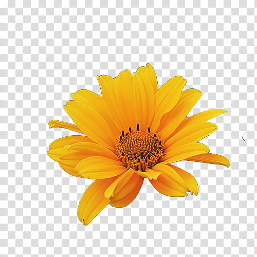 yellow cluster flower transparent background PNG clipart