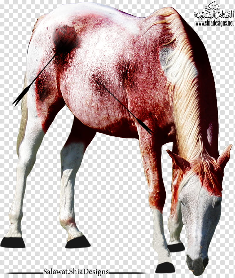 Tho AL Jana  P N G Blood Horse, white and red horse transparent background PNG clipart