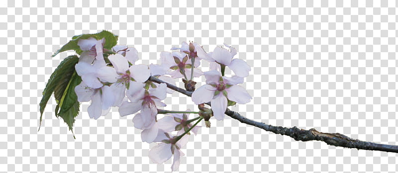 apple blossoms, white-petaled flowers transparent background PNG clipart