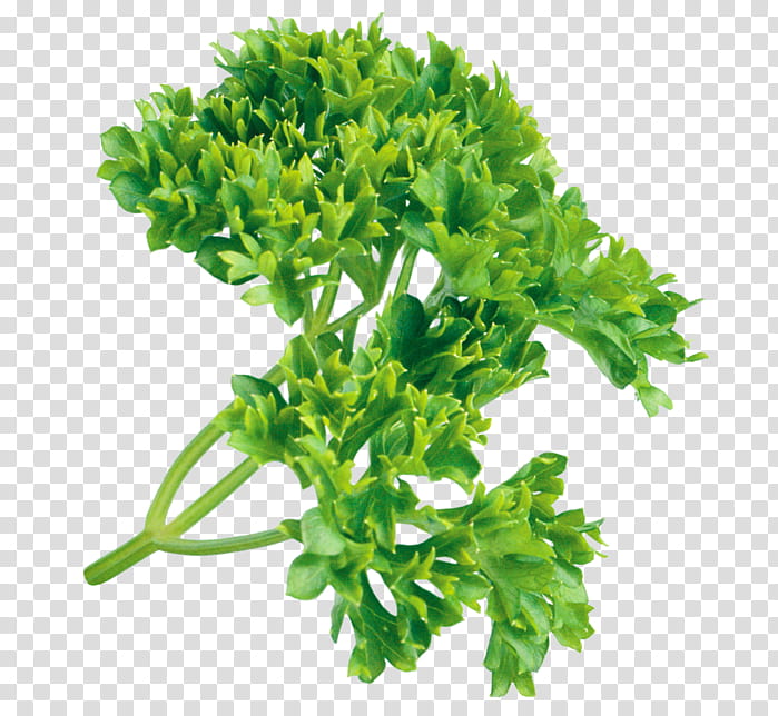 Plant Leaf, Parsley, Herb, Condiment, Food, Flavor, Seasoning, Vegetable transparent background PNG clipart