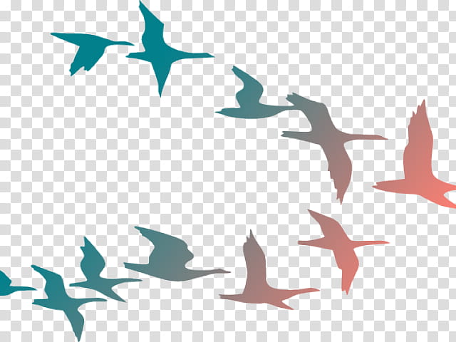 Bird Line Drawing, Painting, Fish, Sky, Shark, Dolphin, Beak, Cartilaginous Fish transparent background PNG clipart
