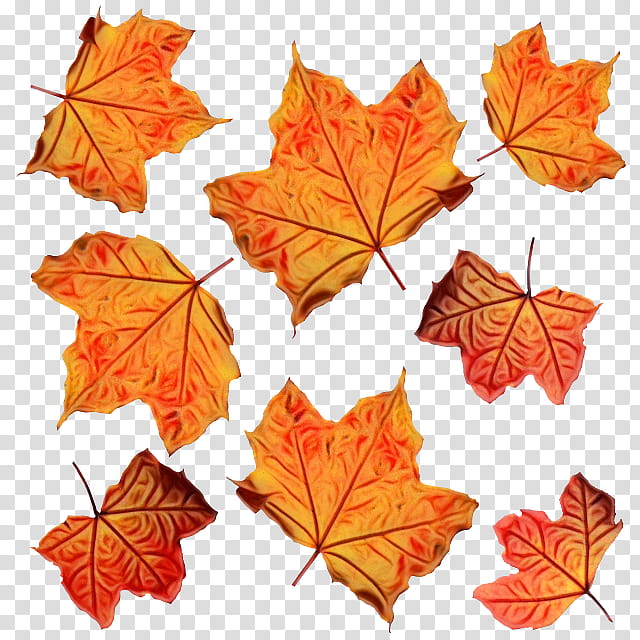 Autumn Leaves, Autumn Leaf Color, Orange, Maple, Maple Leaf, Black Maple, Tree, Plant transparent background PNG clipart