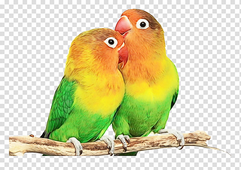 Lovebird, Watercolor, Paint, Wet Ink, Parrot, Parakeet, Beak, Budgie transparent background PNG clipart