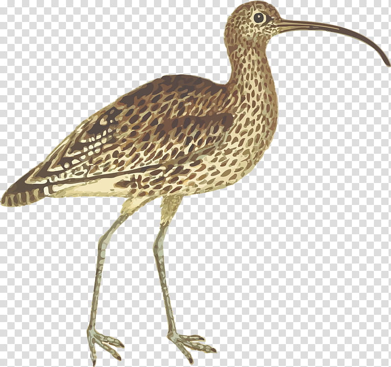 Cartoon Bird, Eurasian Curlew, Longbilled Curlew, Shorebirds, Wader, Far Eastern Curlew, Beak, Whimbrel transparent background PNG clipart