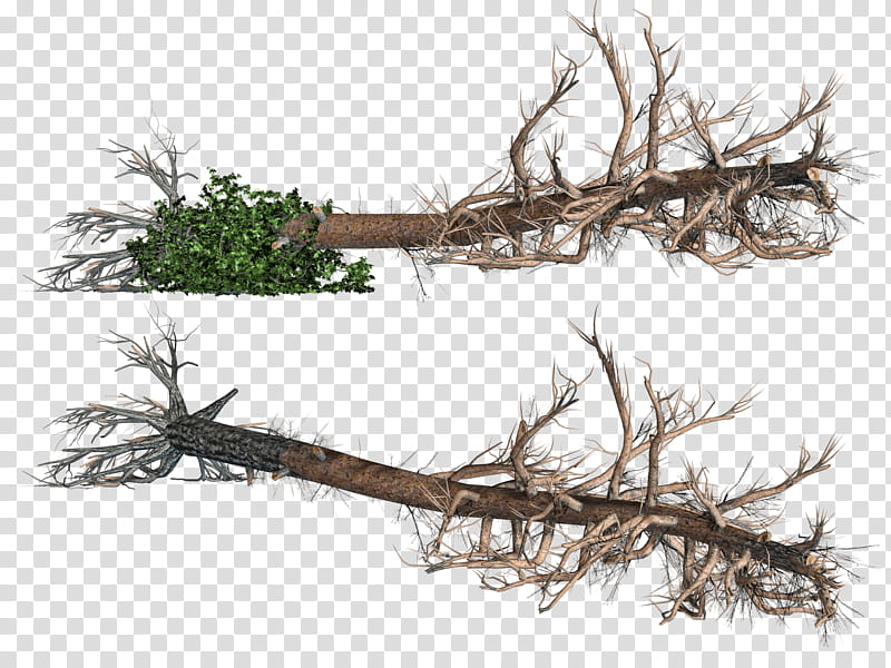 Fallen Trees , two brown uprooted trees transparent background PNG clipart