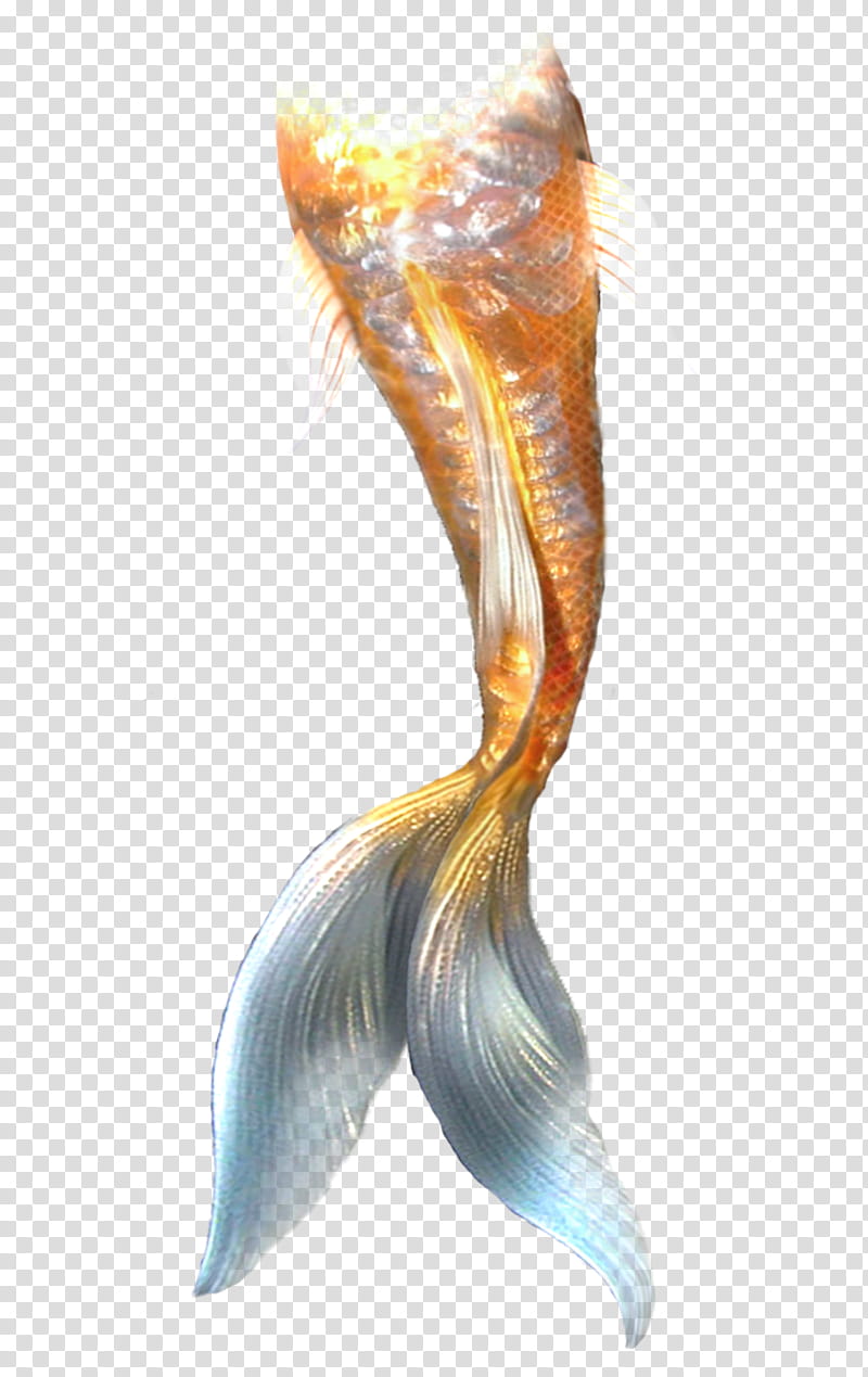 colas, orange and gray pet fish artwork transparent background PNG clipart