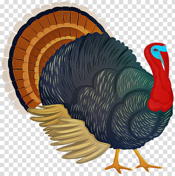 Thanksgiving, Turkey, Wild Turkey, Bird, Flightless Bird, Tail, Feather transparent background PNG clipart