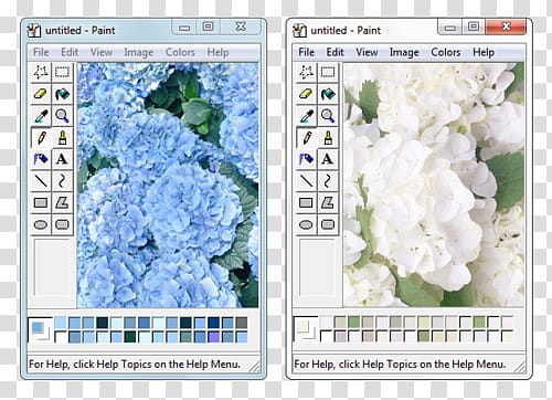 II, white and blue-petaled flowers transparent background PNG clipart