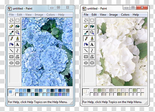 , two blue and white petaled flowers paste on Microsoft Paint transparent background PNG clipart