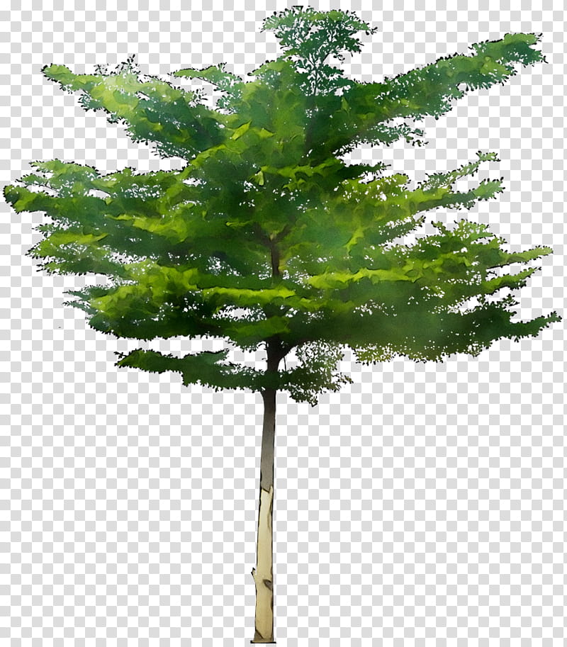 Family Tree, Bucida, Shrub, Bucida Molinetii, Dual Treefruit Seeds, Spruce, Larch, Plants transparent background PNG clipart