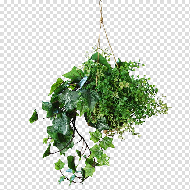 Ivy, Plant, Green, Leaf, Flower, Flowering Plant, Grass, Tree transparent background PNG clipart