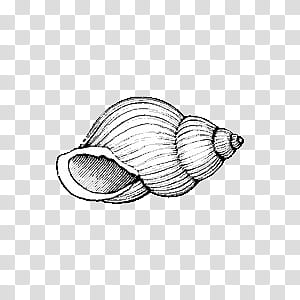 , conch shell illustration transparent background PNG clipart