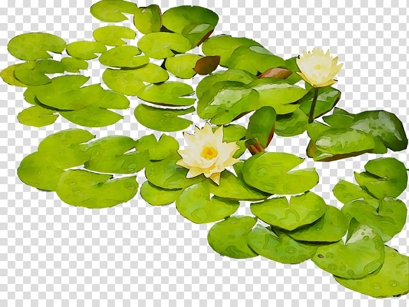 Lily Flower, Annual Plant, Aquatic Plants, Leaf, Water Lily, Centella, Herb, Petal transparent background PNG clipart