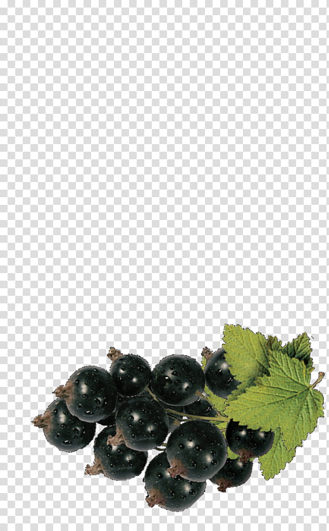 Family, Zante Currant, Juice, Blackcurrant, Grape, Nectar, Bilberry, Fruit transparent background PNG clipart