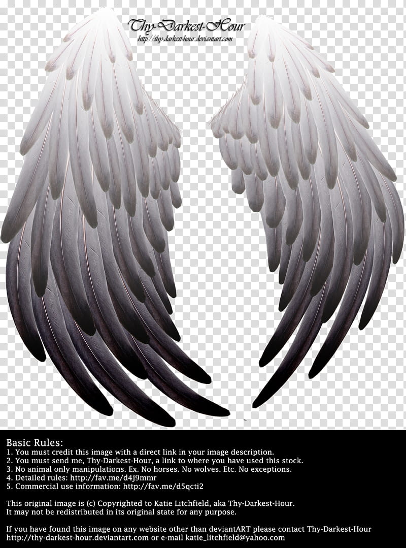 Solace Wings Silver to Black transparent background PNG clipart