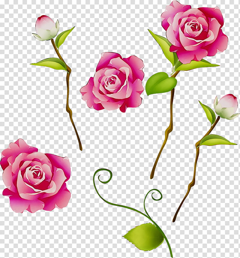 Drawing Of Family, Garden Roses, Flower, Damask Rose, Floral Design, Gratis, Cut Flowers, Pink transparent background PNG clipart