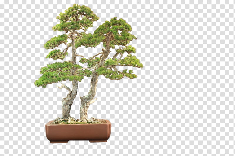 Bonsai Tree, Chinese Sweet Plum, Flowerpot, Plant, Houseplant, Sageretia Theezans transparent background PNG clipart