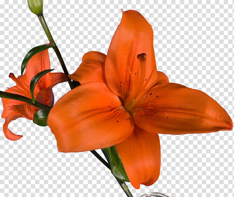 Black And White Flower, Snakes, Orange Lily, Red, Yellow, Petal, Cut Flowers, Hydrophiidae transparent background PNG clipart