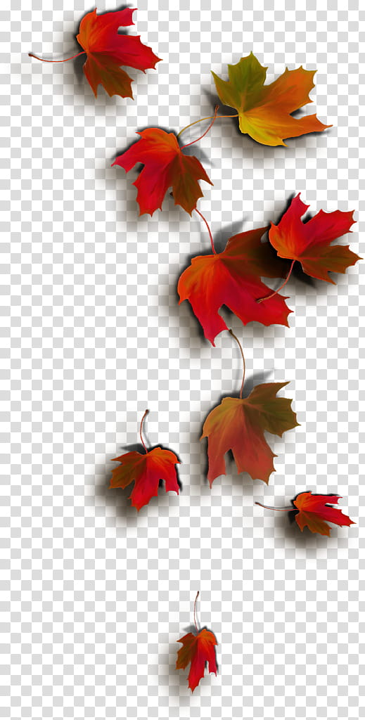 Autumn, Leaf, Maple Leaf, Autumn Leaf Color, Tree, Petal, Plants, Season transparent background PNG clipart