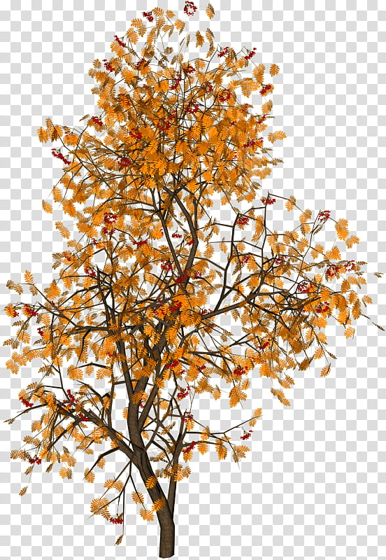 Autumn, brown tree transparent background PNG clipart