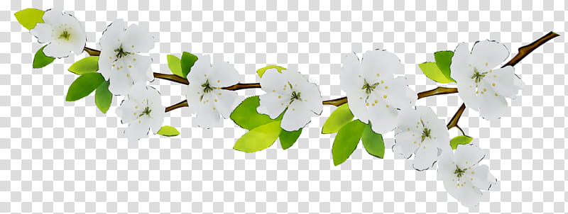 Cherry Blossom Tree, Stau150 Minvuncnr Ad, Public Utility, Funeral, Diens, Cut Flowers, Plant Stem, Municipal Or Urban Engineering transparent background PNG clipart