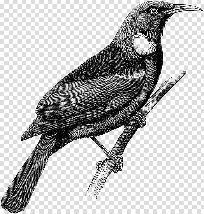 Bird Line Drawing, American Crow, Tui, New Zealand, Passerine, Line Art, Prosthemadera, Beak transparent background PNG clipart