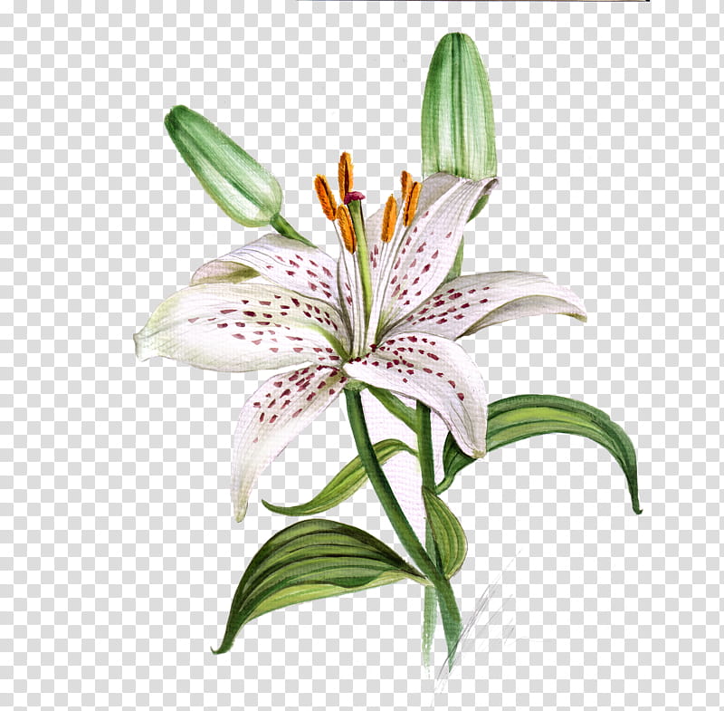 Pink Lily flower  realistic sketch not autotraced Stock Vector  Adobe  Stock