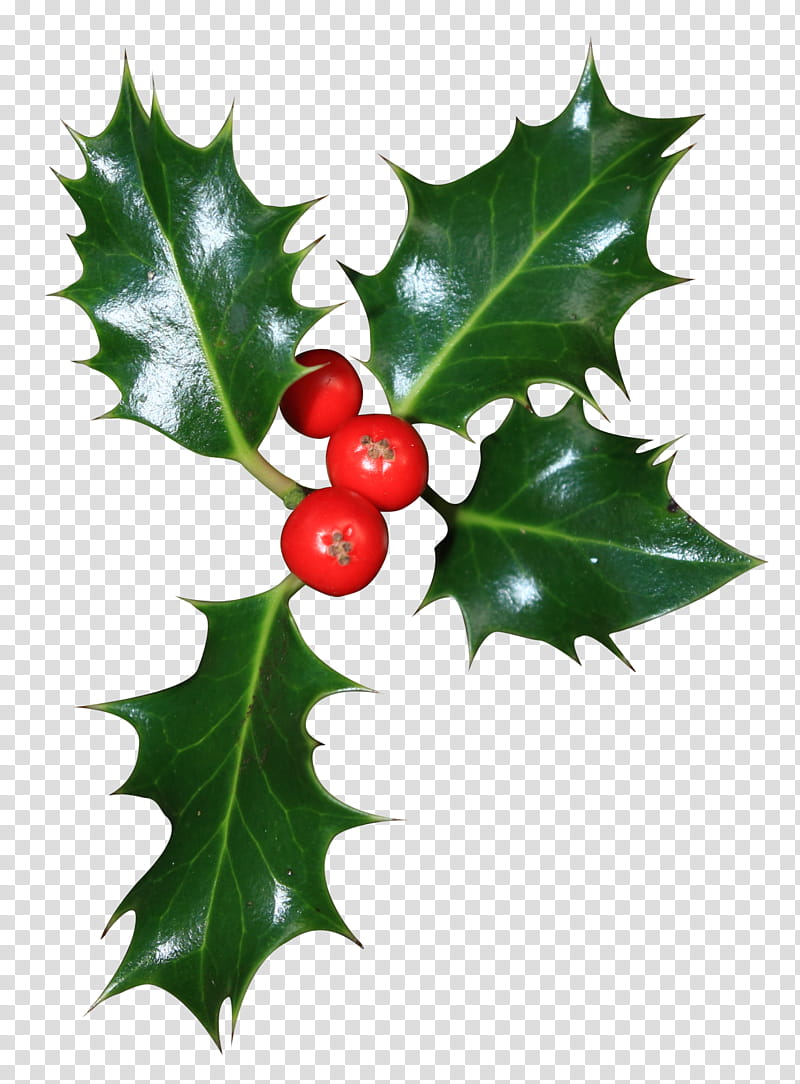 Christmas Card, Common Holly, Aquifoliales, American Holly, Idea, Tree, Christmas Day, Bing transparent background PNG clipart